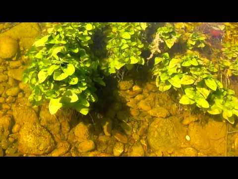 Headwaters of the Tiber River in Italy