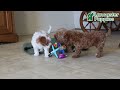 Miniature Poodle dogs for sale: Sugar - Video 1