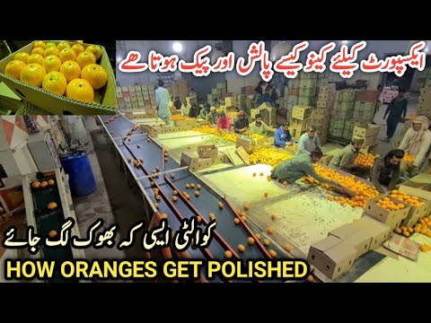 Orange processing factory |Pakistan se orange kin marahil se guzr kr export hota hai |IR FARM