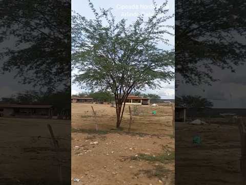 Coisas do Nordeste  #nordeste #nordestino #meunordeste #sertãonordestino #seridó #paraiba