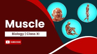 Muscle | Locomotion and Movement | Biology | Class 11
