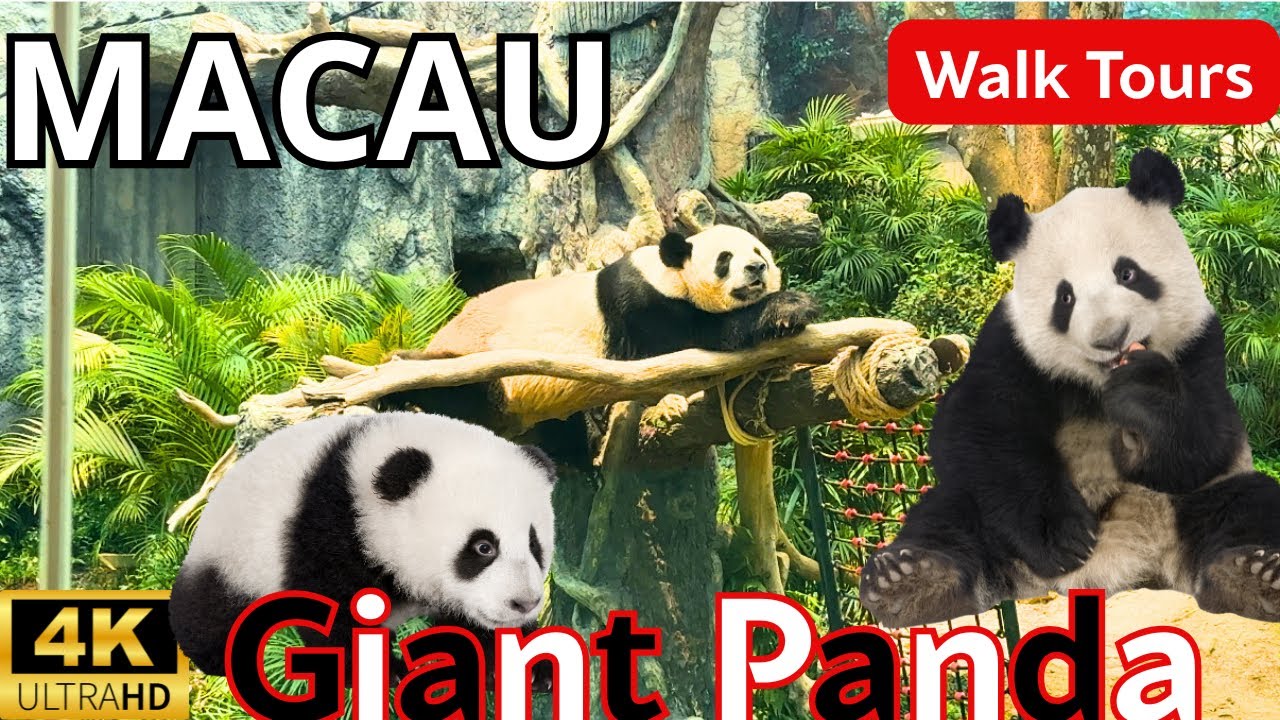 Embark on a virtual tour around Macau Giant Panda Pavilion and get to watch adorable pandas