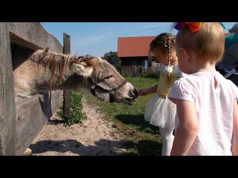 Strusiolandia Bukwałd #zoo #stusiolandia #Bukwald #strus