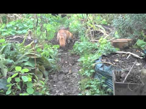 Sage; A short tale about a short tail