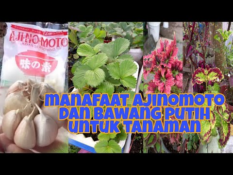 , title : 'Ajinomoto dan bawangputih baja dan racun organik | cara membuat baja subur dan racun serangga'