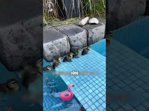 Why Did the Ducklings All Jump Down the Furious Waterfall at Once?