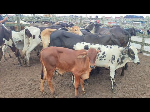 Feira de bezerro de Capoeiras-PE 06/03/2026