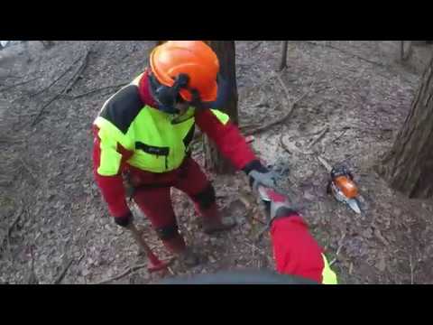 Totholz ist oft problematisch