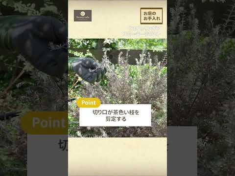 一年中花を咲かせる多年草はどれですか ガーデンポット ジャルディニエール バルコニー テラス 春 夏