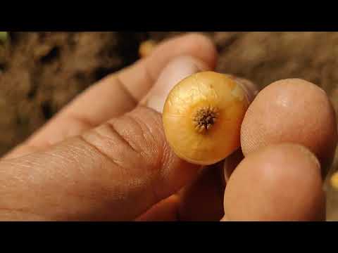 Kad i kako posaditi posejati crni i beli luk