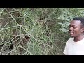 MNYAA NI DAWA YENYE NGUVU KUBWA SANA KWENYE KUZIBITI UCHAWI DR OMARI 255684541887