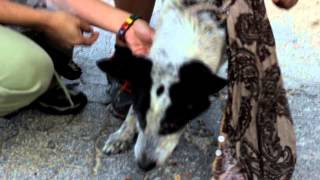 Adventure's With Lili - Lost Hikers Finding Lost Dog