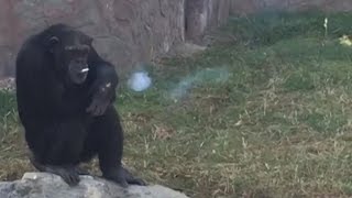 Outrage Over Chimpanzee Smoking a Pack of Cigarettes a Day at Zoo