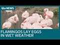 Flamingos Lay Eggs In Wet Weather ITV News