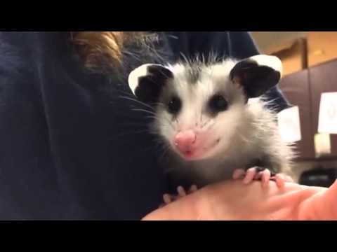 Baby Opossum Eating Banana