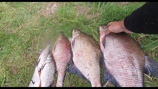 Календарь клева леща на оке кашира