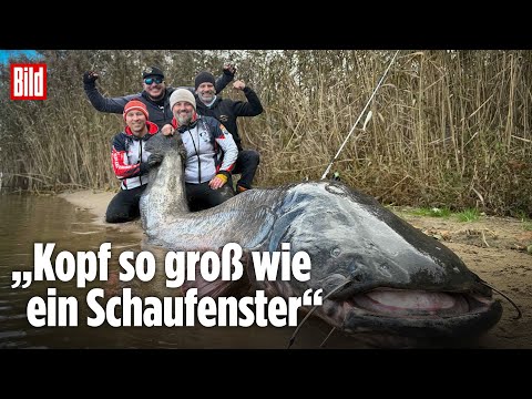 Poland: Monster catfish breaks world record