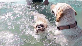 OUR DOG ALMOST DROWNED!