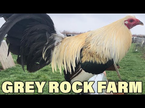 DAVID DURAN Nice Birds Chocolate Grey Giro - Farm Visit USA