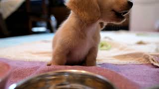 世界一　エロい　ダックス　子犬　手であげたら山芋食べたよ