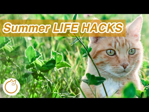SAVE Your Cat This Summer - HOW TO Keep Them Cool from Heatstroke