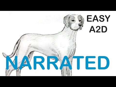 How to Draw a Pointer dog (NARRATED) Step by Step