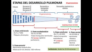 Embriología: Desarrollo del sistema respiratorio y cavidades corporales