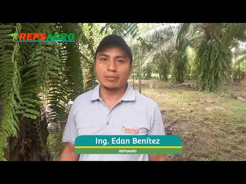 #opsiphane es una plaga que ataca por temporada las plantaciones de Palma Aceitera en #honduras