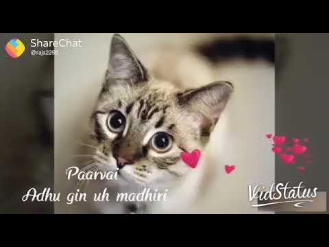 Cute cat tamil song