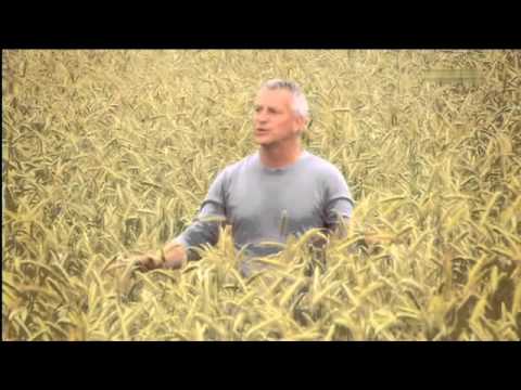 Dirk Michaelis - Feld aus Gold 2011