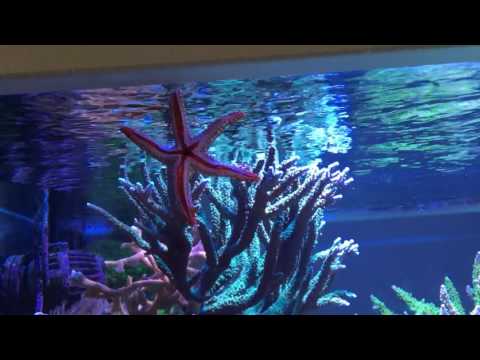 Akwarium morskie rozgwiazda