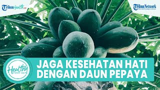Cara Alami Menjaga Kesehatan Hati dengan Konsumsi Daun Pepaya yang Mengandung Antioksidan