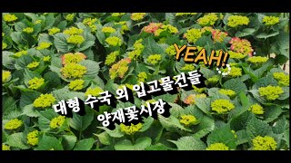 양재꽃시장 대형수국외  구경하고 가세요~  #식물튜브 #양재꽃시장 #양재동꽃시장 #수국