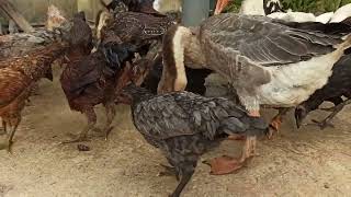 Download lagu free-range chicken and duck farming mp3