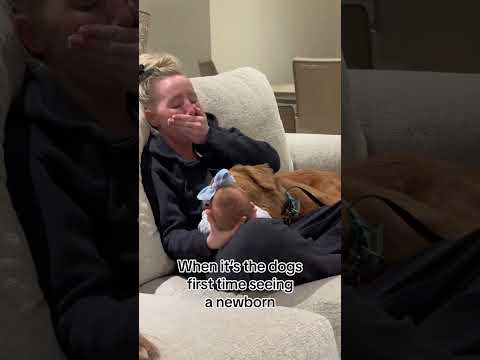 Dog sees newborn baby for the first time 😂😂#usa #funny #funnypets #petvideos #cute