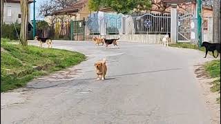 branco-di-cani-lungo-la-strada-che-porta-al-santuario-di-valleluogo-ad-ariano