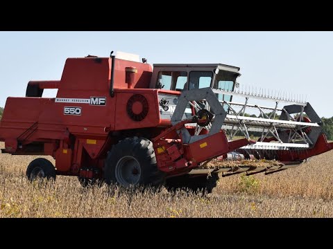 A Classic Running Strong - 1980 Massey Ferguson 550 - Soybean Harvesting - Lenawee - Harvest 2020