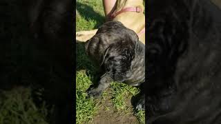 Video preview image #4 Mastiff Puppy For Sale in FULTON, NY, USA