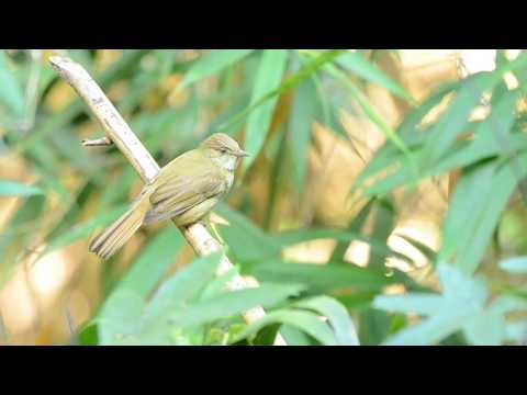 Bulbul sivooký (Iole propinqua) — spev a hlas v prírode