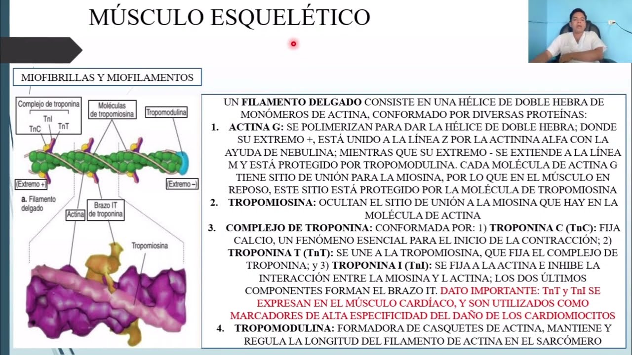 HISTOLOGÍA: TEJIDO MUSCULAR