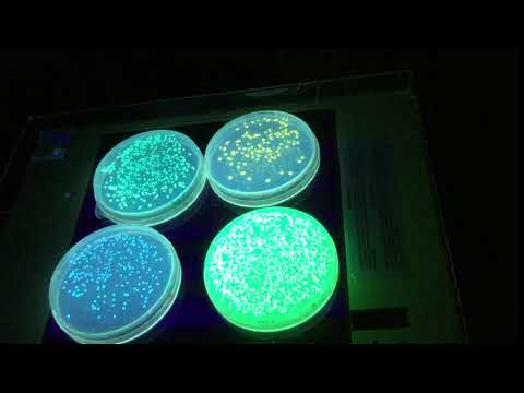 生物学科 蛍光タンパク