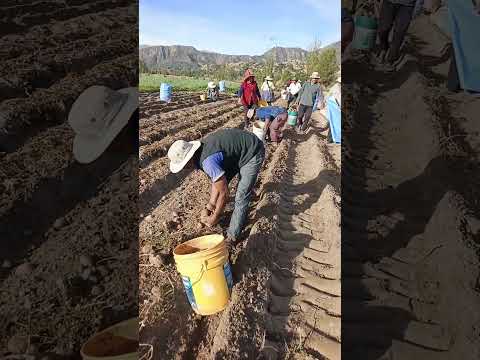 Cosecha de Papa en Capinota Cochabamba Bolivia.