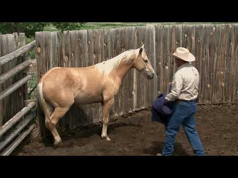 Ken McNabb: Colt Starting (Part 4 of 7) - Sacking Out