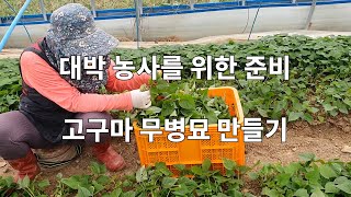 대박 농사 준비를 위한 고구마 무병묘 만들기