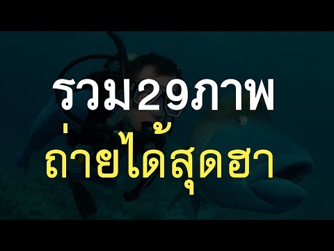 เมล็ดทานตะวันแรง SMS ผู้หญิง Excite