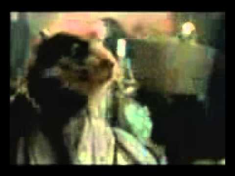 las tortugas ninja    albur