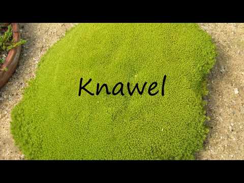 How to Pronounce Knawel?