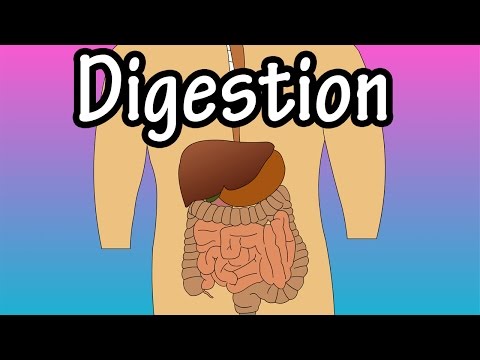 Digestion - How Digestion Works - Digestion Process