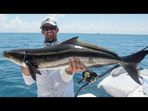 Offshore Cobia Fishing with Epic Shark Action