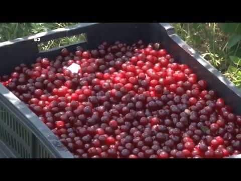 KAKO da sadite visnju tako da je BERETE MASINSKI -  berba u toku !